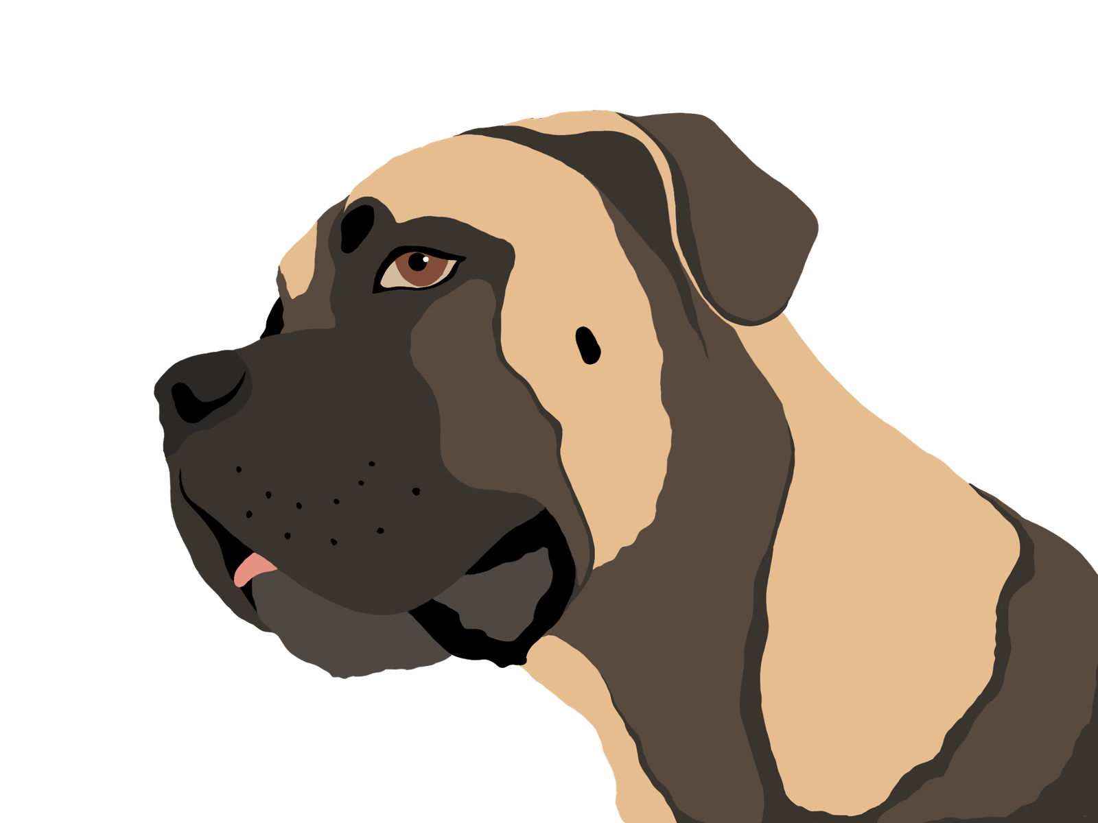 Cane Corso