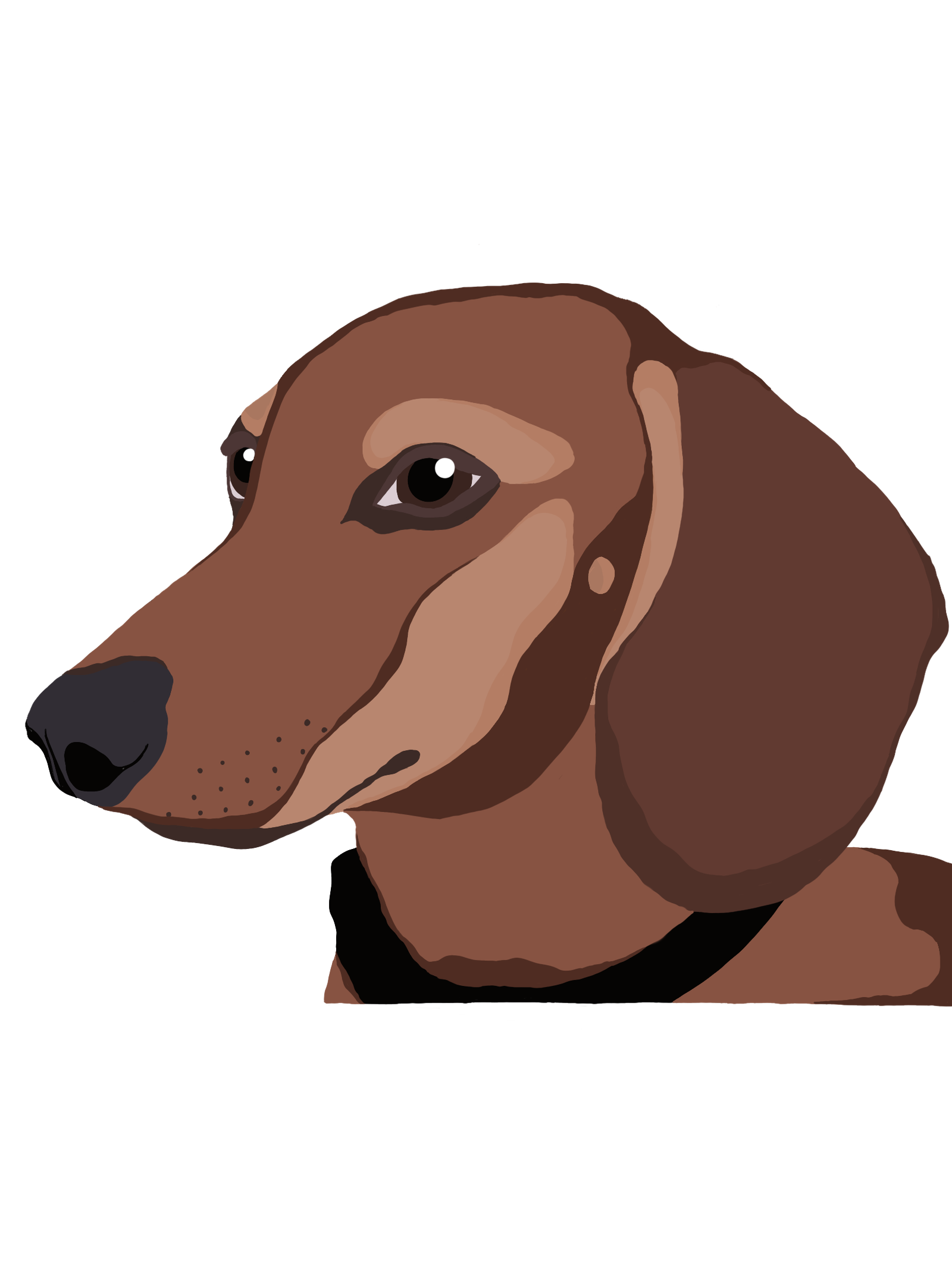 Dachshund